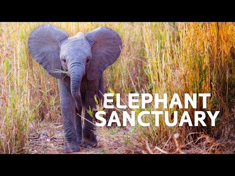 Miracle In The Wild: Saving Elephants from Certain Death