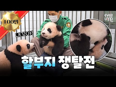 Buzzing with love and adorableness, meet the Bao Panda family │#Pandawassong #Panda