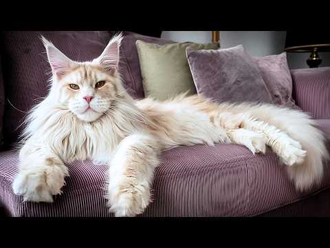 Fierce Looks, Fluffy Hearts – These Oversized Cats Will Win You Over