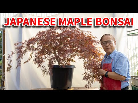 How to study and prune a Japanese maple into a bonsai tree.