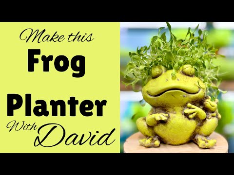 DIY CEMENT Frog Planter - Beginner Friendly Microgreens Planter!