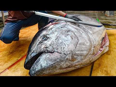 $10,000+ Fish! Satisfying Giant Bluefin Tuna Cutting Skills, Luxurious Sashimi / 黑鮪魚切割技巧, 金三角生魚片