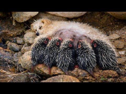 Unbelievable! A gentle dog mom 🐶 welcomed a baby porcupine who had lost its mother while outdoors. ❤