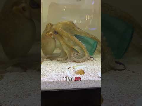 Tommy the octopus opens an upside down jar!