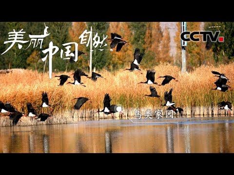 【ENG】黑河湿地滩涂湖泊星罗棋布 是候鸟们最理想的中转驿站 《美丽中国自然》祁连山系列【CCTV纪录】