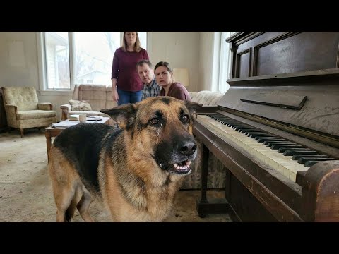 The Dog Refused To Let Anyone Near The Piano — When They Opened It, The Family Was Stunned