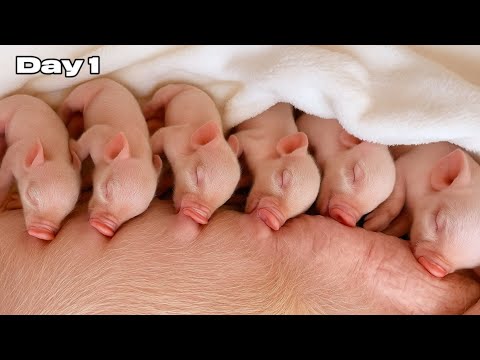 Raising 20 newborn piglets for 20 days… here’s what happened | The first 20 days of newborn piglets.