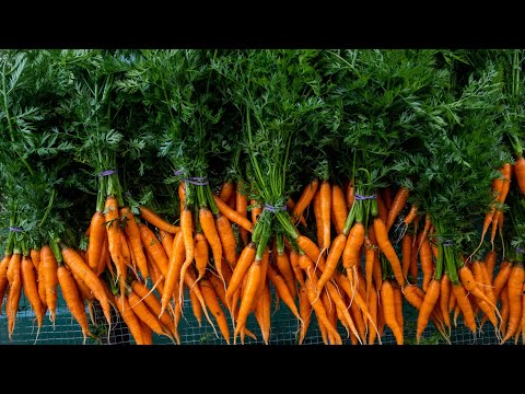 How to Grow Carrots - A Complete Guide