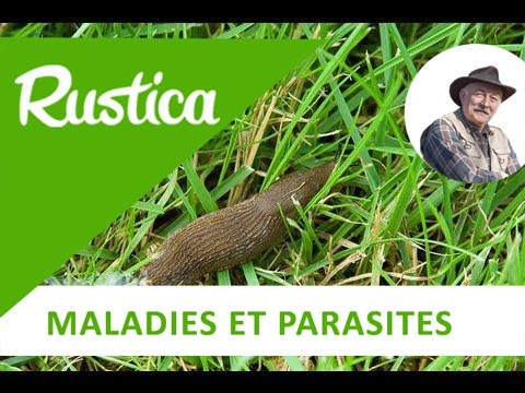 Les méthodes bio pour éliminer les limaces