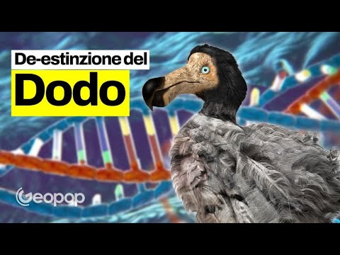È possibile riportare in vita il dodo? Ecco come l'ingegneria genetica tenterà la de-estinzione