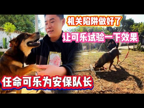 217集：损失了一只鹅，今天可乐给彪哥任命为保安队长负责鹅和鸡群的保护 😂，捕抓机关陷阱做好了，可乐责任重大，以身试机关，捕抓达到预期的效果。