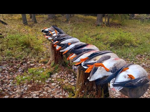 GOOSE HUNTING SPRING 2024. My dad and I live in the Swamp. The best hunt of our lives!!!