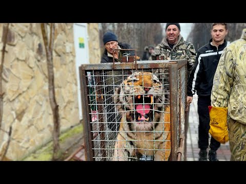 This is not a tiger! This is a TIGER GIANT! Oleg Zubkov is taking a risk with him in the enclosure!