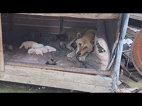 17 Years of Giving Birth, Until Her Uterus Fell Out, Helpless Mama Dog Pleaded to Save Her Last Pups