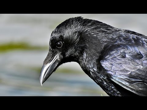 CROW: The Genius Survivor That Outsmarted the Modern World