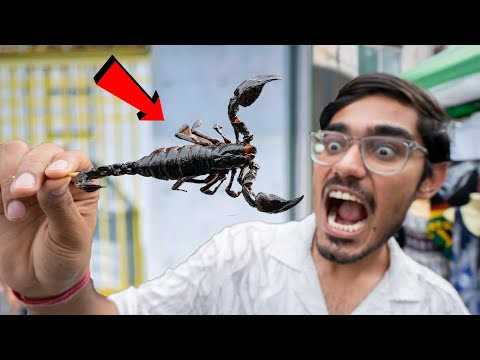 Exotic Food in Thailand 🥵-कमजोर दिल वाले ना देखें- Ye Log Kya Kha Jaate Hain