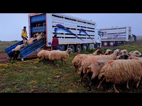 هجرة الراعي بالشاحانات - ربيع الشمال