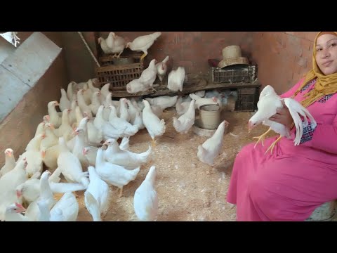 مشروعي الجديد الفراخ اللى بتبيض تلت بيضات في اليوم مشروعك من بيتك بااقل التكاليف ومكسب كل يوم