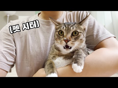 집사가 집을 비운 날이 무려 14일...! 맡겨진 고양이들과 펫시터 삼촌의 눈물나는 일상 한방에 몰아보기(결말포함)