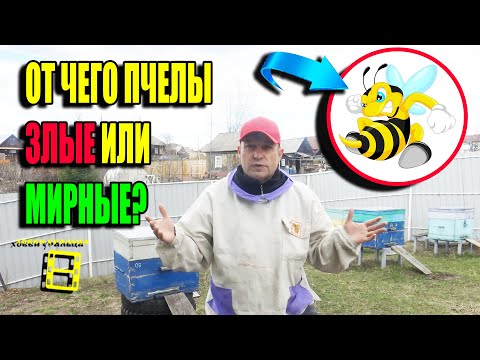 ПОЧЕМУ ПЧЕЛЫ ЗЛЫЕ? КАК СДЕЛАТЬ ПЧЕЛ МИРНЫМИ (МИРОЛЮБИВЫМИ)? ДЛЯ НАЧИНАЮЩИХ ПЧЕЛОВОДОВ 22-19
