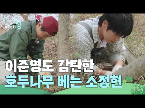 “ 우와 😮 ” 이준영도 감탄! 손 쉽게 호두나무 베는 소정현🐮 [가는정 오는정 이민정] | KBS 250530 방송