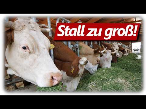 Barn too big for the cows? | Dairy cattle documentary: From cow to cheese. Better animal welfare?...
