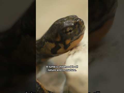 How Baby Turtles Sharpen Their Hunting Skills | #DeepLook #Shorts