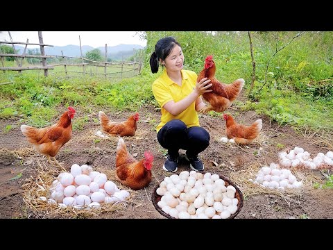 Harvesting Red Chickens To Sell At The Market - Buy 100 Chicks To Raise | Ly Tieu Kha