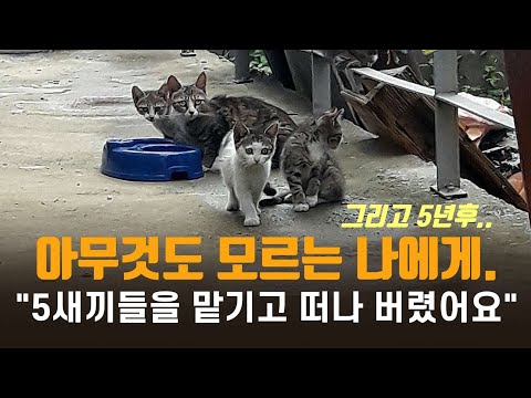 5아기 새끼고양이를 나한테 맡겨놓고  떠난 삐쩍마른 꼬마 엄마냥 봄이