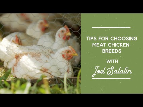 Tips for Choosing Broiler Chicken Breeds | Joel Salatin