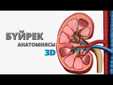 БҮЙРЕК АНАТОМИЯСЫ | НЕСЕП ШЫҒАРУ ЖҮЙЕСІНЕ ШОЛУ |