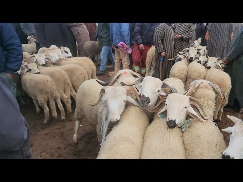 مباشرة من سوق الأسبوعي حد لولاد عبدون مع تمن خروف حولى تاريخ 21/12/2025🇲🇦