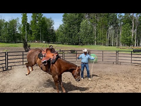 I Tried Everything with this Colt! Wait till the end....