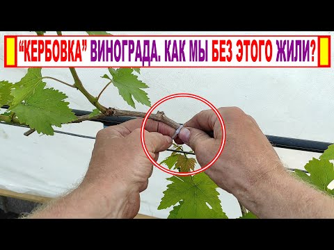 🍇 "Кербовка" винограда! Что ЭТО такое? А может и не нужен ЭТОТ ПРЕСЛОВУТЫЙ СУЧОК ЗАМЕЩЕНИЯ?
