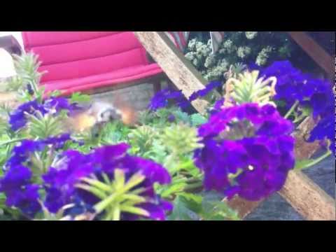 Humming bird - Moth - Kolibrie vlinder (Macroglossum stellatarum)