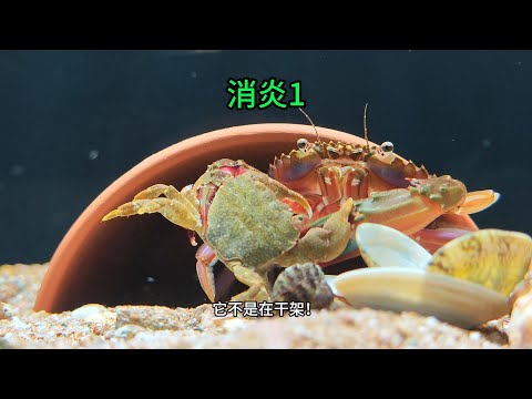 从几十只螃蟹中脱颖而出的蛊王,到底有多凶残!