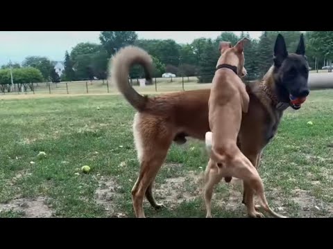 Dominant Dog Tries Messing W/Belgian Malinois At The Dog Park