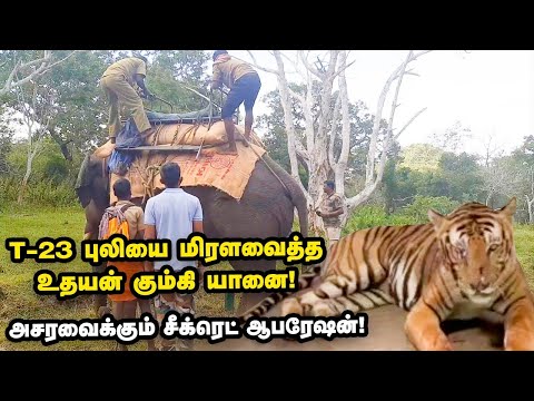 20 நாள்கள் போக்குகாட்டிய புலி சிக்கியது எப்படி?மிரளவைக்கும் T-23 ஆபரேஷன் | T23 | Ananda Vikatan