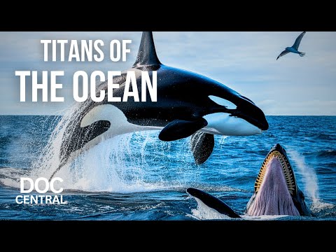 Orcas vs. Humpback Whales: The Ultimate Ocean Fight | Sea Hunters