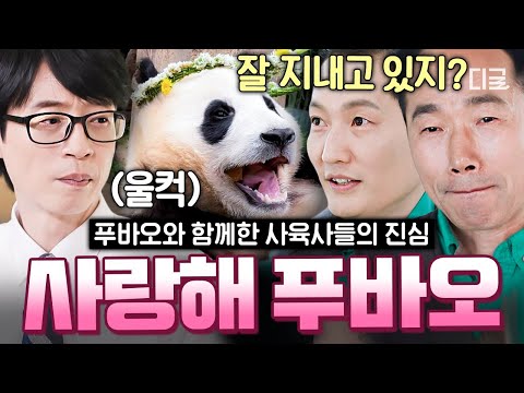 [#유퀴즈온더블럭] (60분) 푸바오 제발 건강만 해줘~🙏 자식같이 키워온 푸바오를 떠나보내는 사육사들의 마음.. 멀리서도 사랑해🐼💕