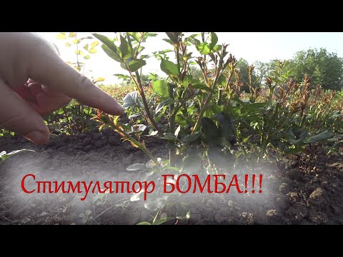 Если выращиваете розы, то Вам просто необходимо иметь такой стимулятор роста!!!