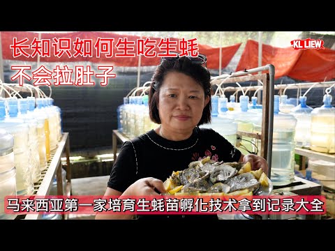 长知识如何生吃生蚝 ，不会拉肚子，带你了解蚝幼苗养殖的全过程，马来西亚第一家培育生蚝苗孵化技术拿到记录大全，也是马来西亚目前唯一能够培育生蚝苗种的工厂。