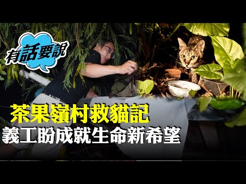 茶果嶺村臨清拆，市民自發聯手拯救數十隻流浪貓：有能力的每人行一小步，成就呢個奇蹟