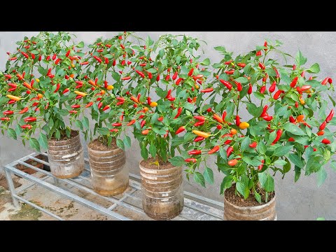 Good tip for growing chili peppers at home in plastic bottles for high yield and lots of fruit