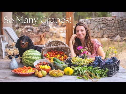 Huge Harvest on our Homestead | Our Most Successful Summer Garden