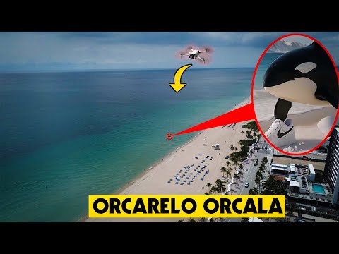 DRONE CATCHES ORCALERO ORCALA IN REAL LIFE! | ITALIAN BRAIN ROT