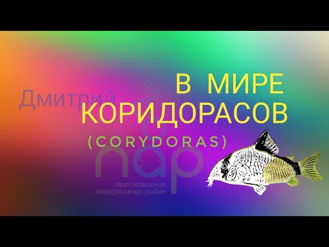 В мире коридорасов.(Corydoras)