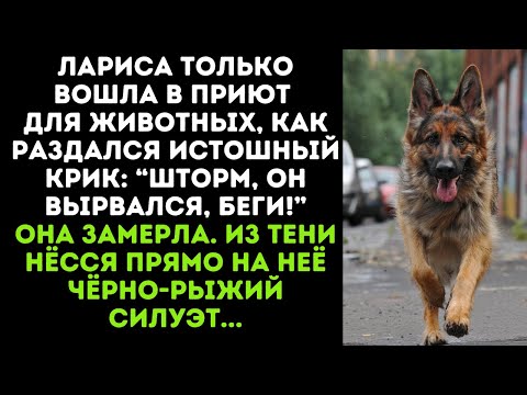 Larisa had just entered the animal shelter when a piercing scream rang out: “Storm, he’s broken f...