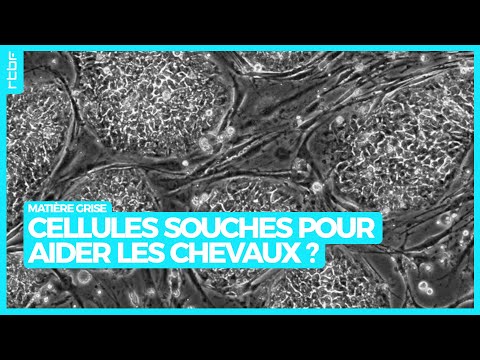 Cellules souches pour cheval : une technique de réhabilitation belge - Matière Grise