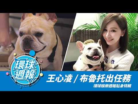 環球娛樂週報第九集/Weekly Special Episode9 心凌北鼻媽咪&毛小孩 布魯托 快樂工作日 貼身特輯